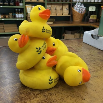 Promotional custom rubber ducks with company logo